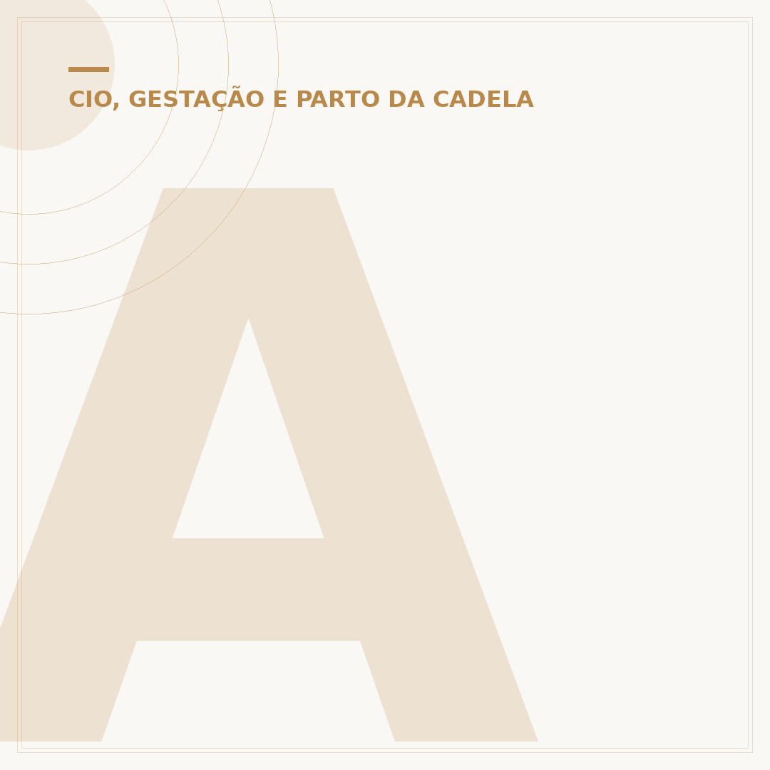 Absorvente para cachorro no cio