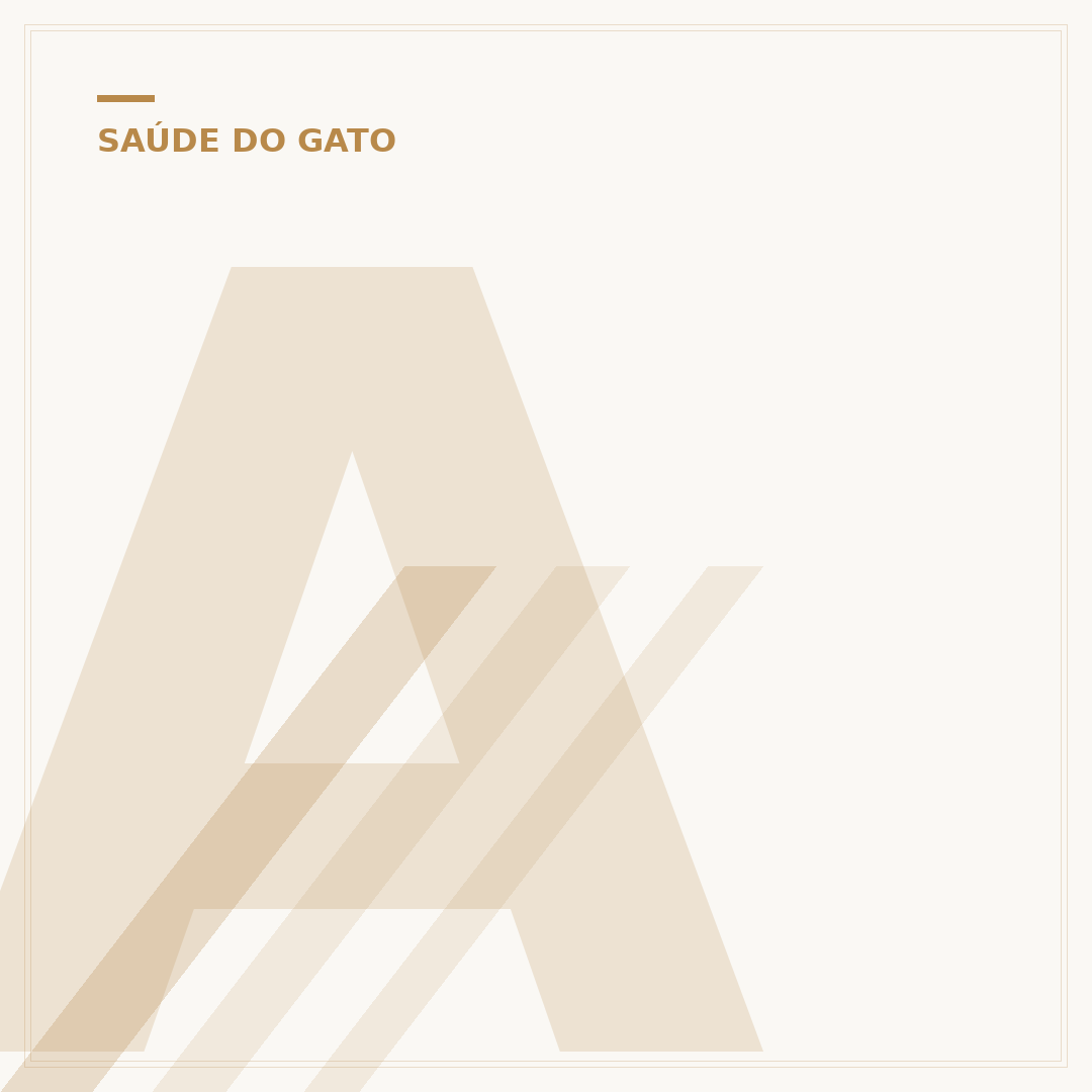 Academia do gato mágico: o que é e como encontrar