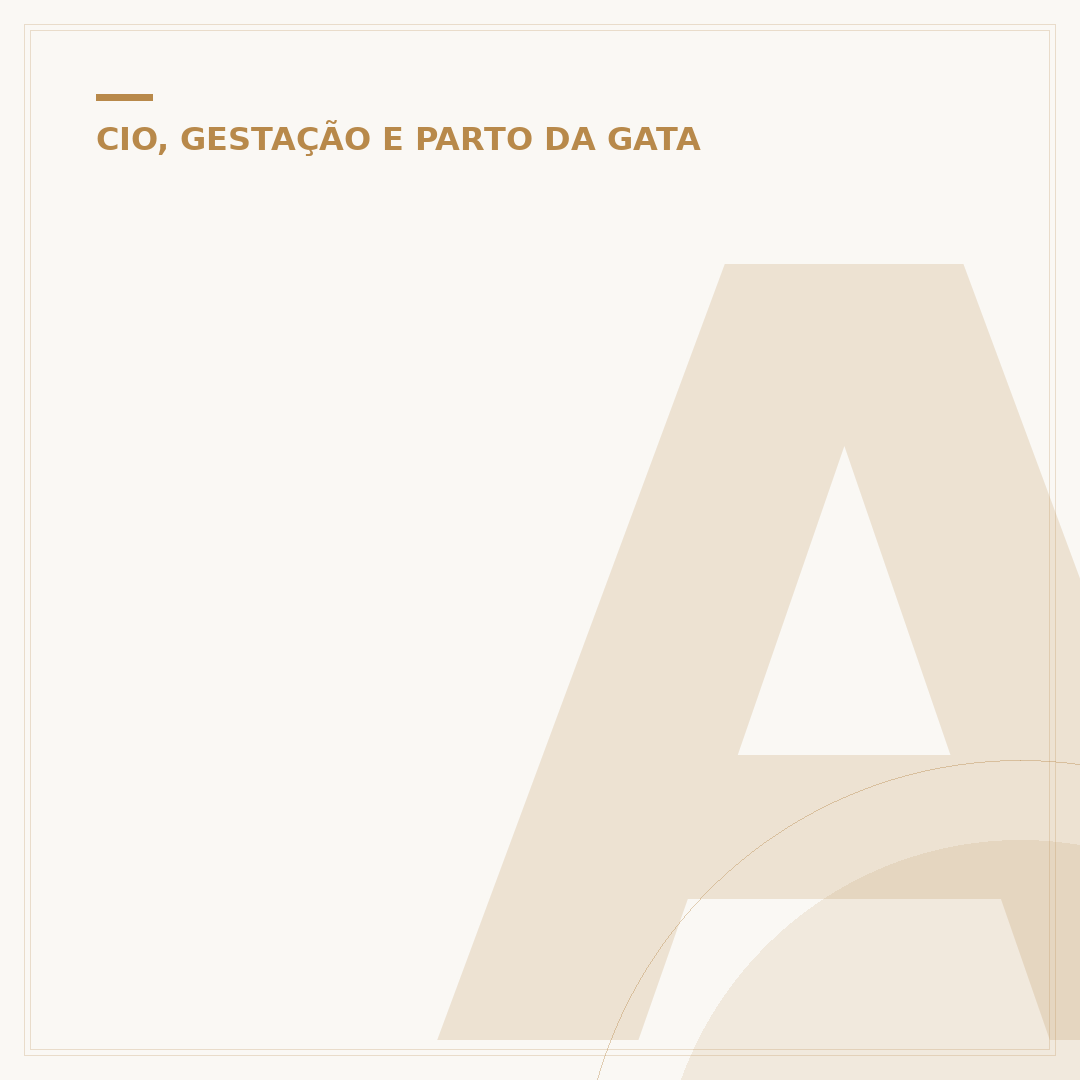 Anti cio para gato: entenda o que é e como funciona