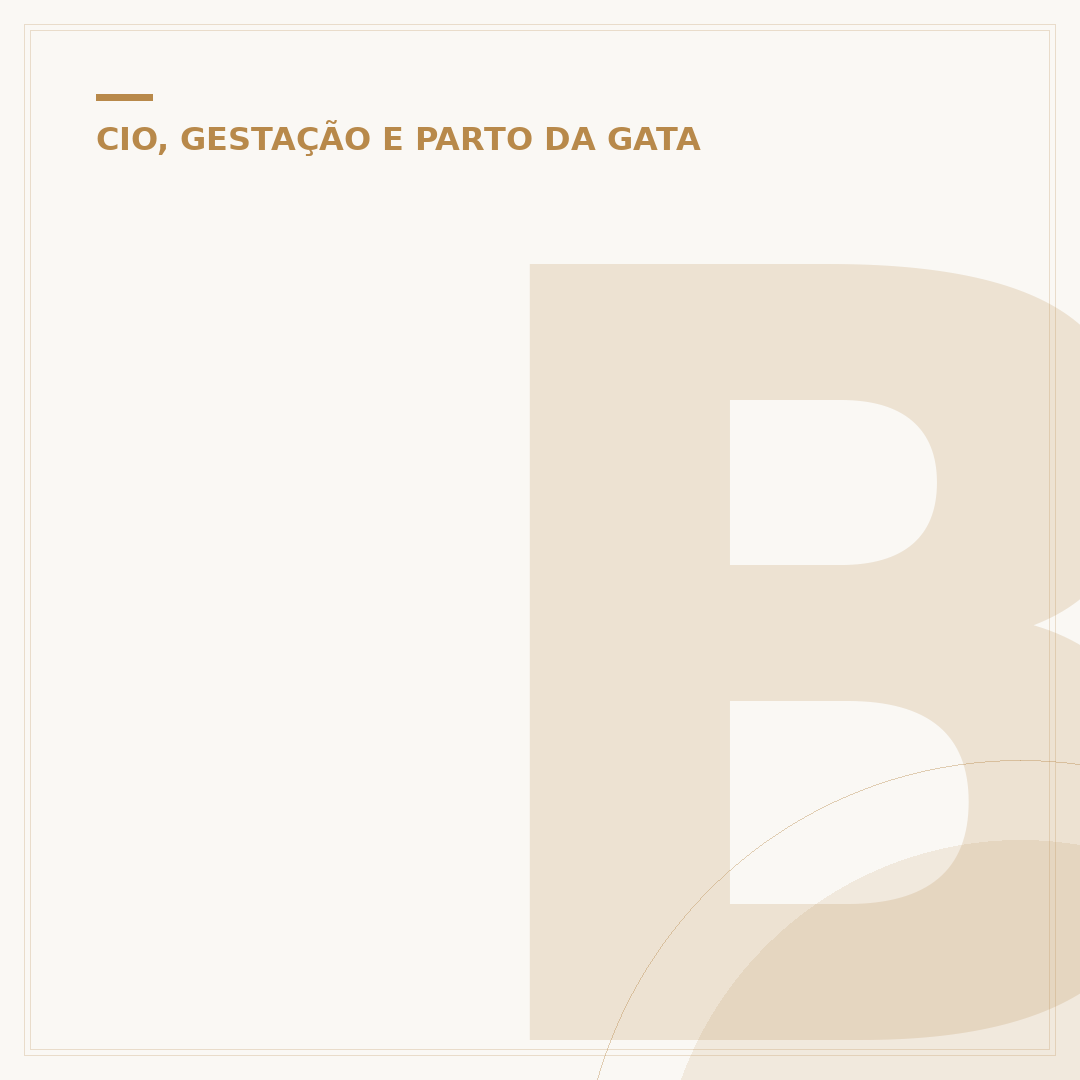 Barriga de gata grávida