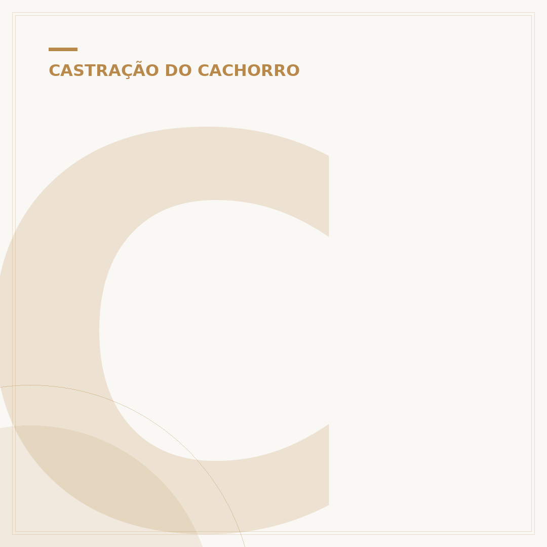 Cachorro castrado fica mais calmo? Entenda as mudanças
