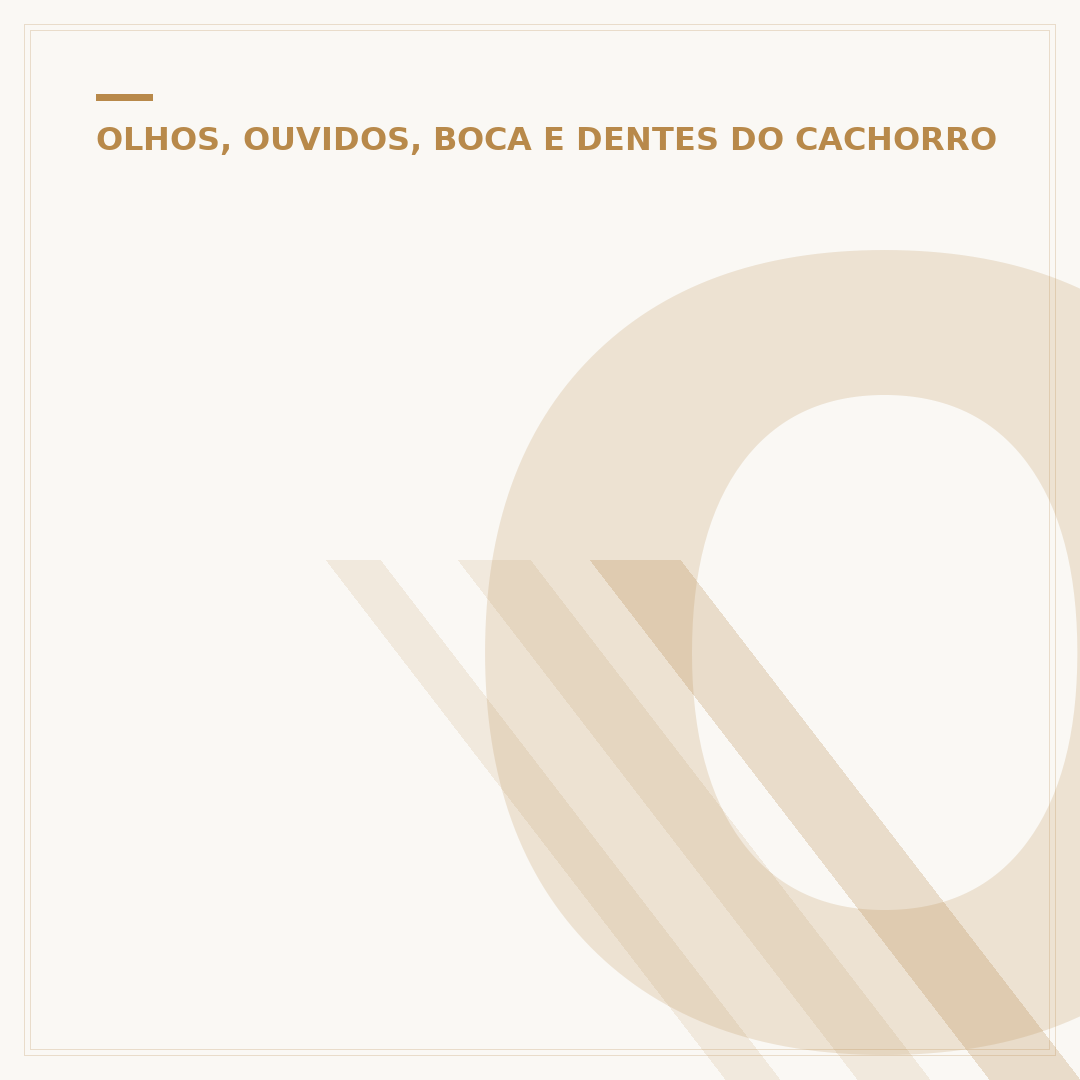 O que houve com o cachorro orelha: como apurar?