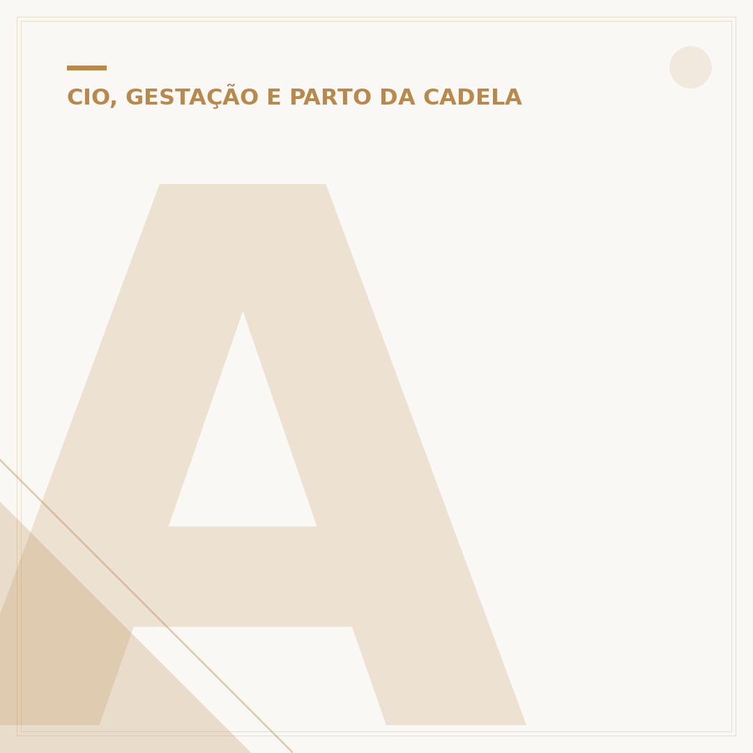 A cadela para de crescer depois do primeiro cio?