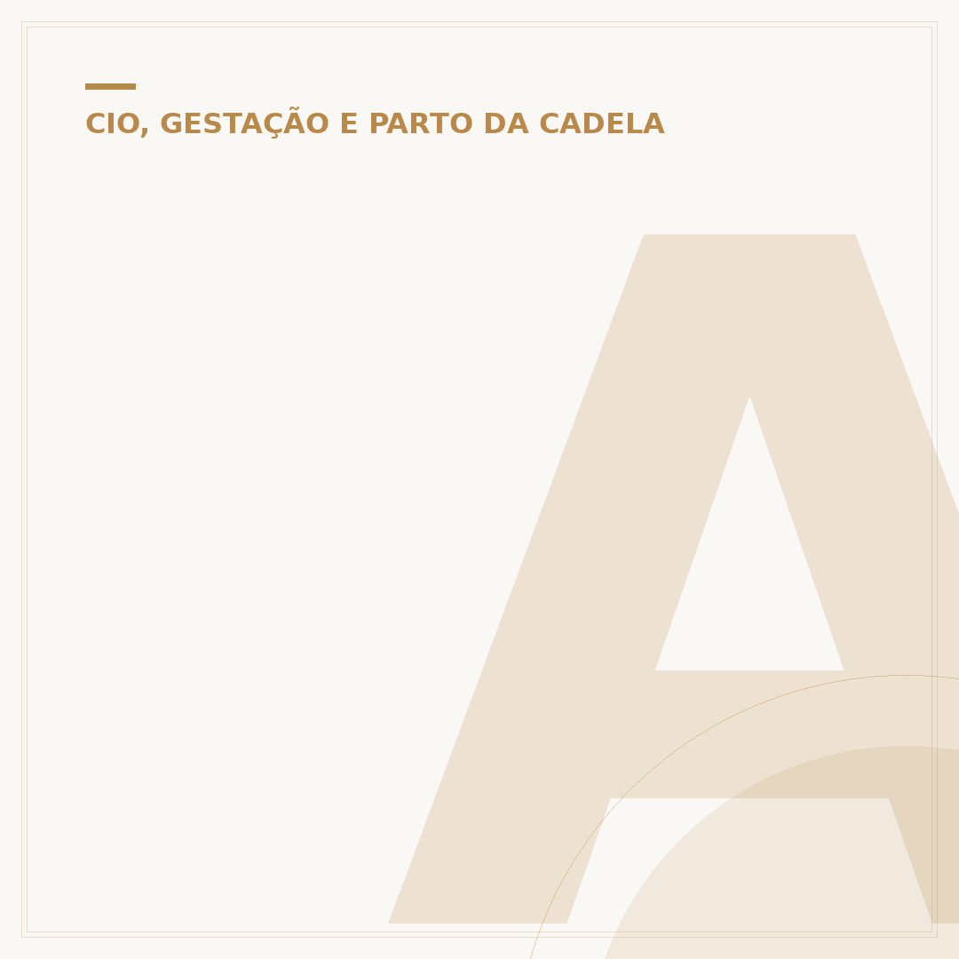A cirurgia de piometra é perigosa?