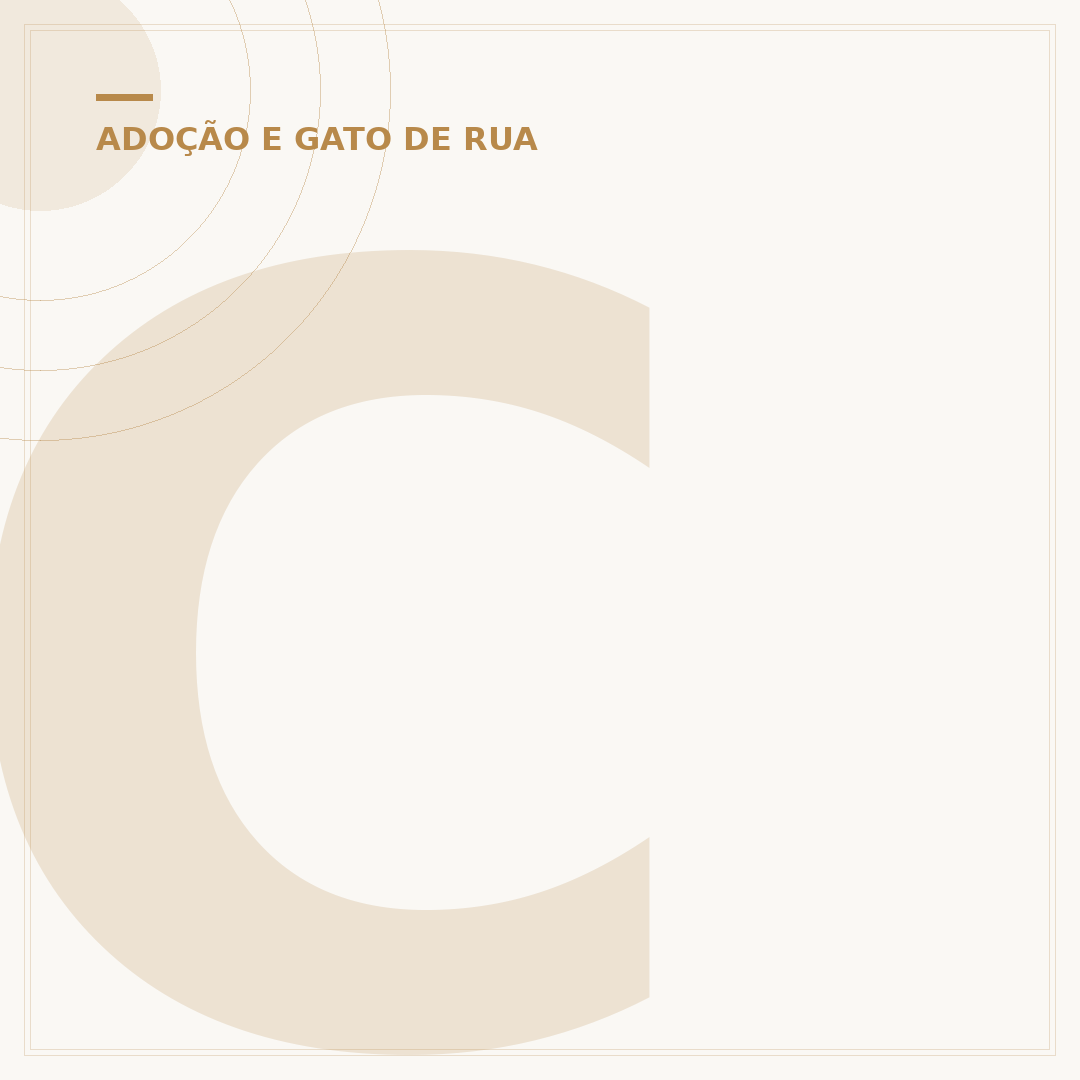 Como cuidar de um gato filhote abandonado