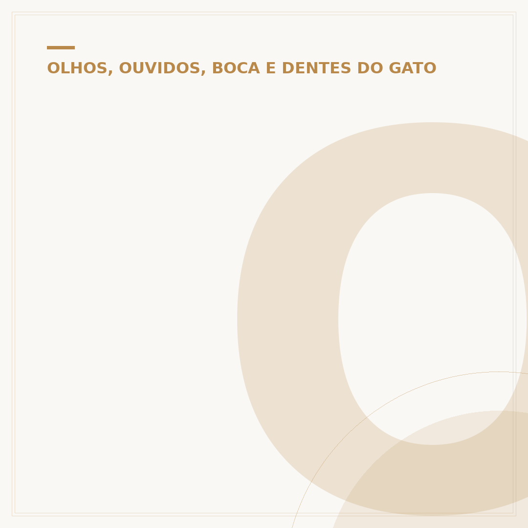 Os dentes dos gatos