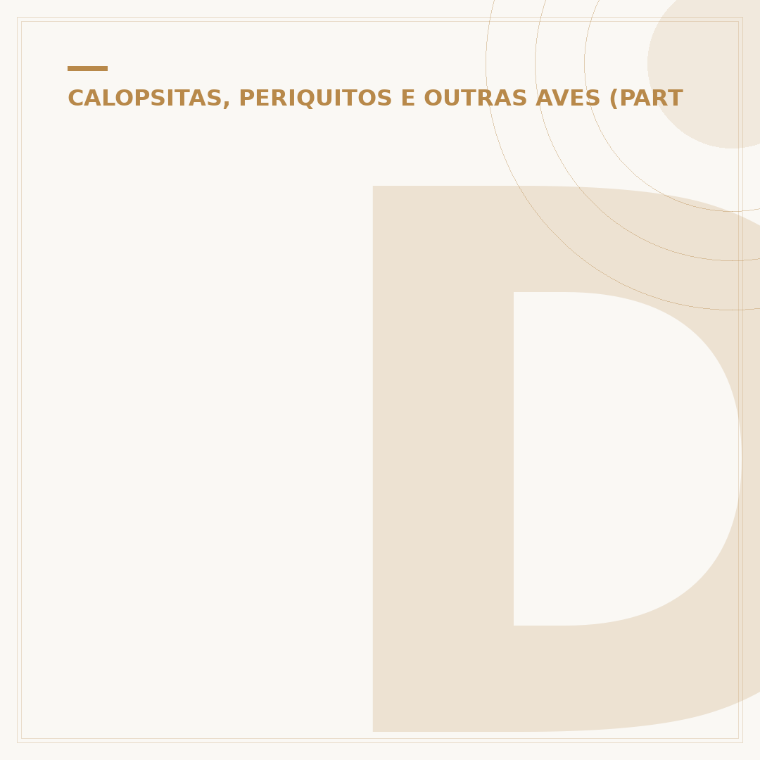 Discoteca Papagaio: o que saber antes de ir