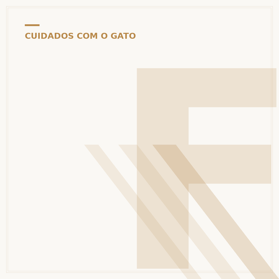 Filhotes de gato para doar: onde encontrar e como ajudar
