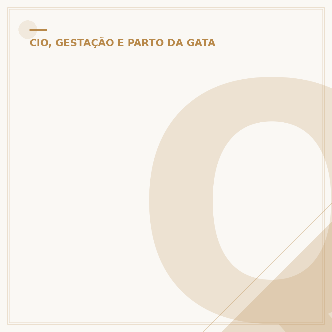 Quantos meses a gata fica no cio: entenda o ciclo