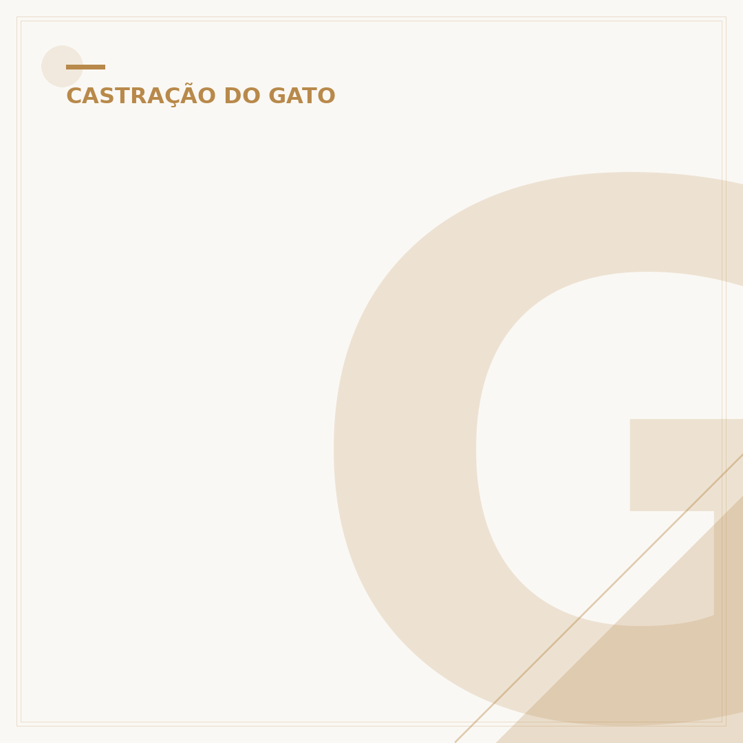 Gato branco castrado: cuidados e saúde do seu felino