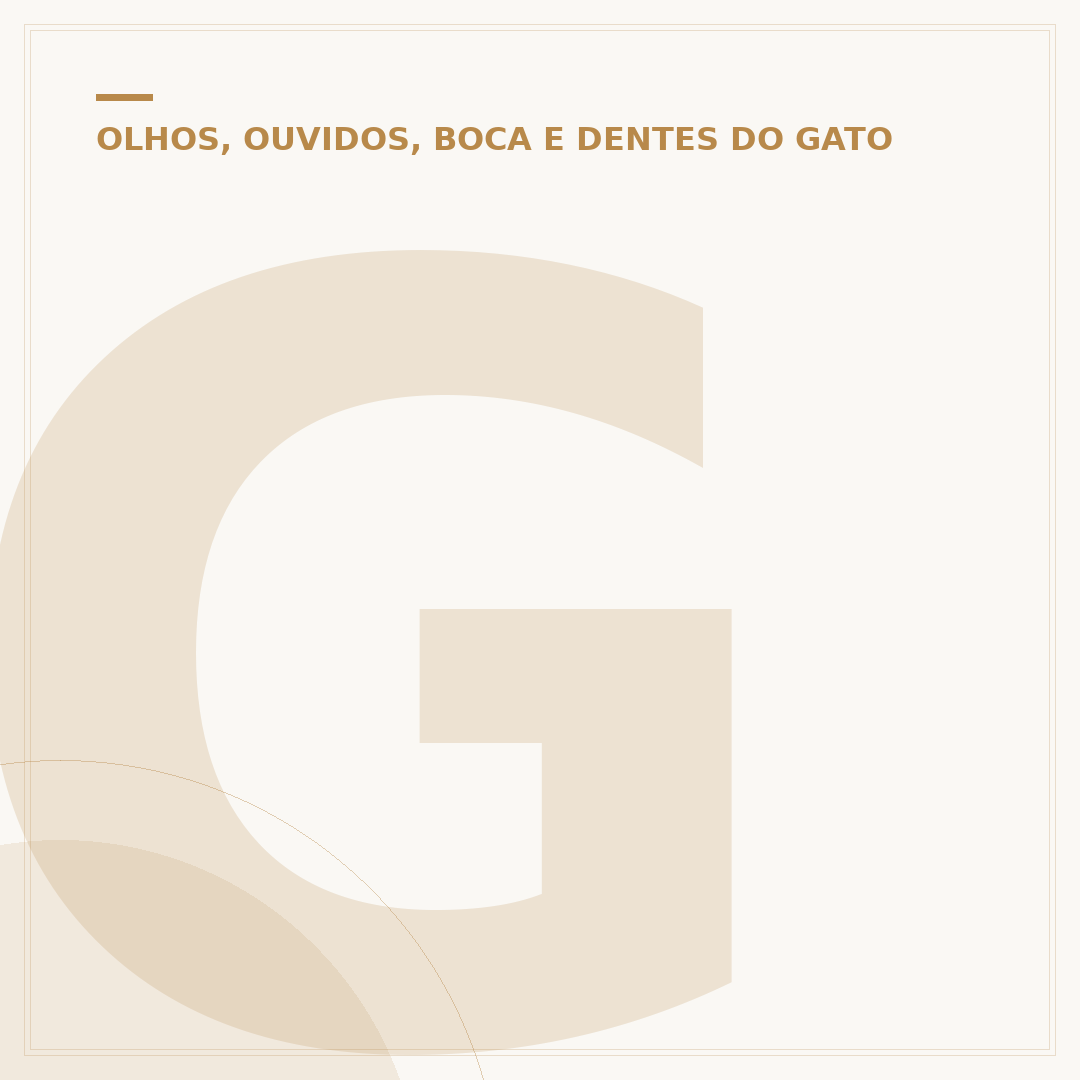 Gato branco de olho azul filhote