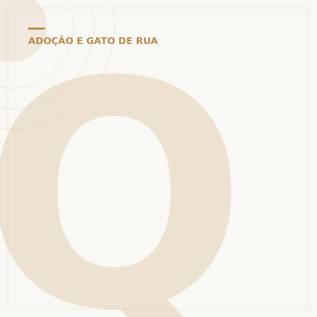 Quantos anos vive um gato de rua? Fatores e realidades