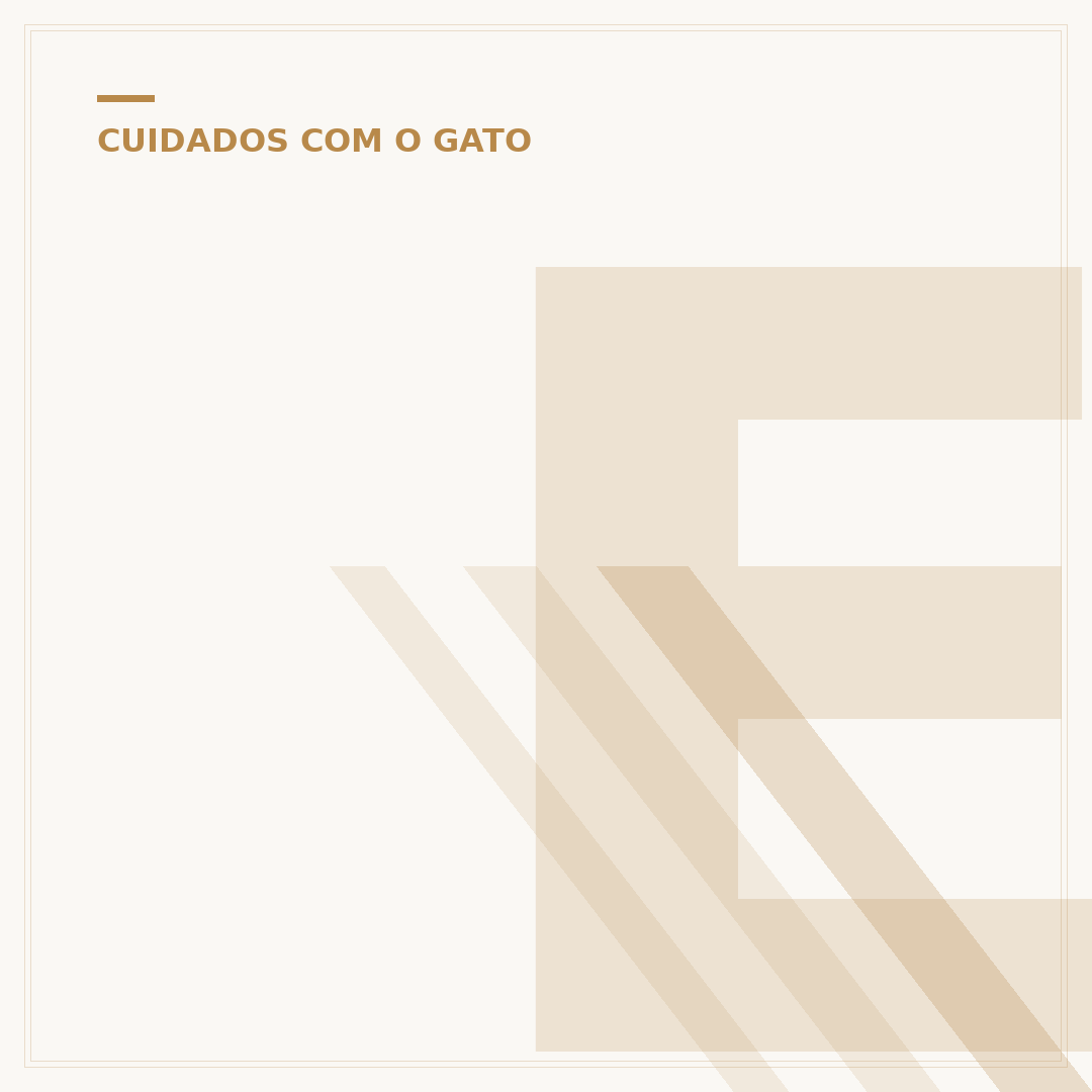 Entenda a idade do gato idoso: fases e cuidados
