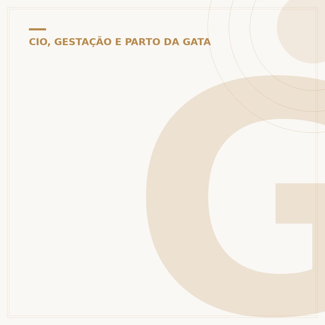 Gato quando nasce: o que esperar e quando
