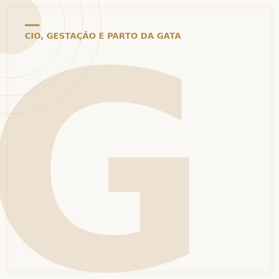 Gato que acabou de nascer