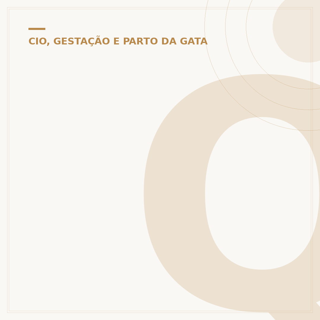 Quanto tempo dura a gestação de um gato?