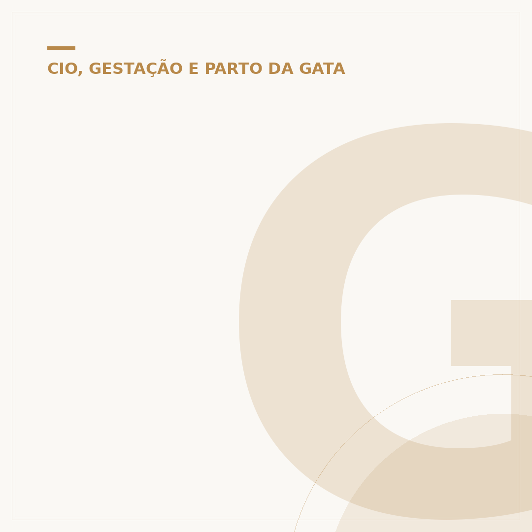 Gestação de um gato: o que esperar da gravidez felina