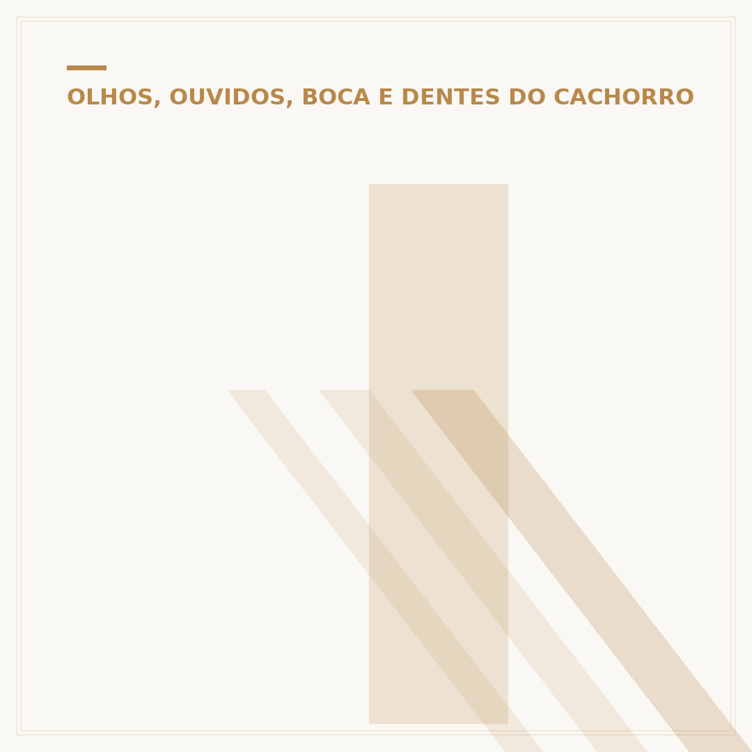 Infecção na orelha do cachorro