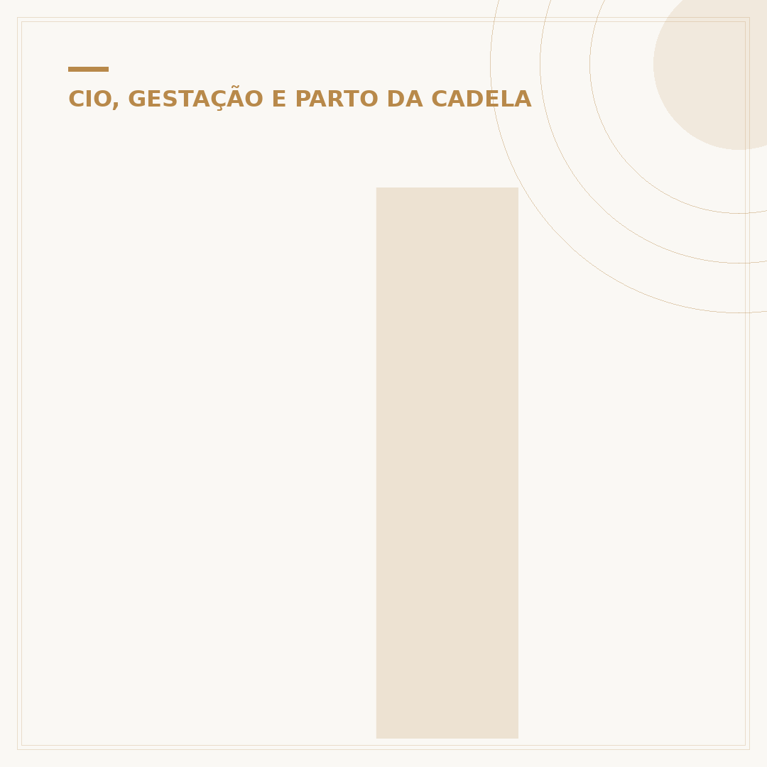 Injeção para cadela não entrar no cio: opções e cuidados