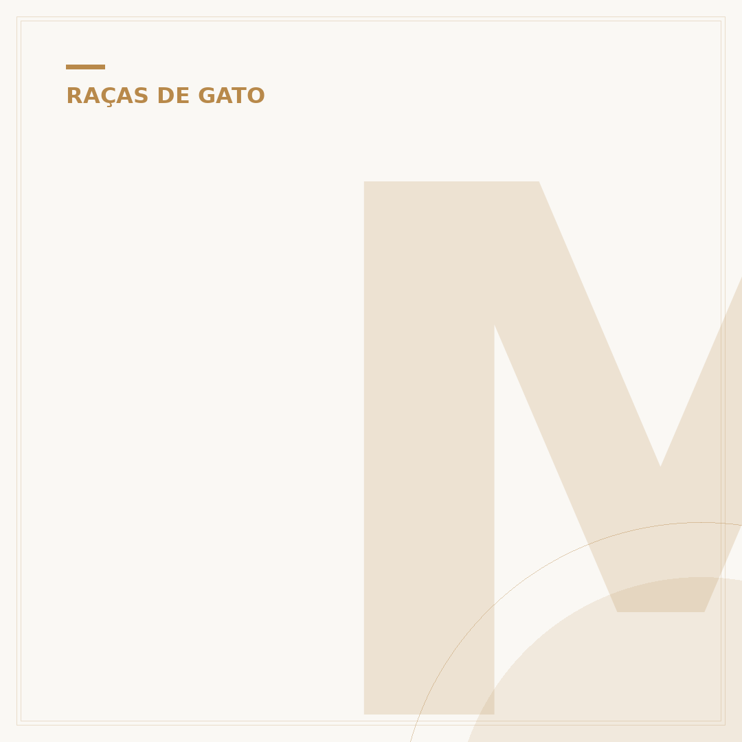 Maiores raças de gato: conheça os felinos de grande porte