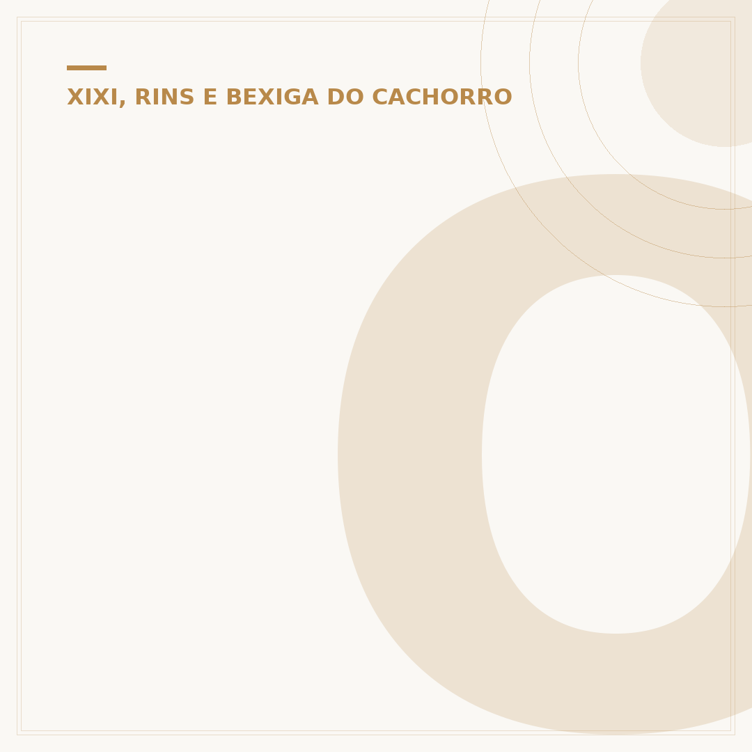 Onde ficam os rins do cachorro: anatomia e cuidados