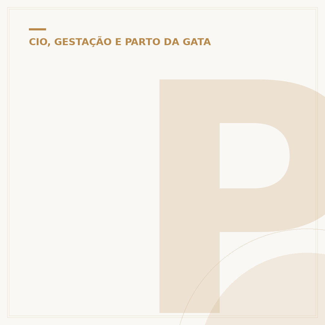 Piometra em gatos: o que é, sintomas e como agir