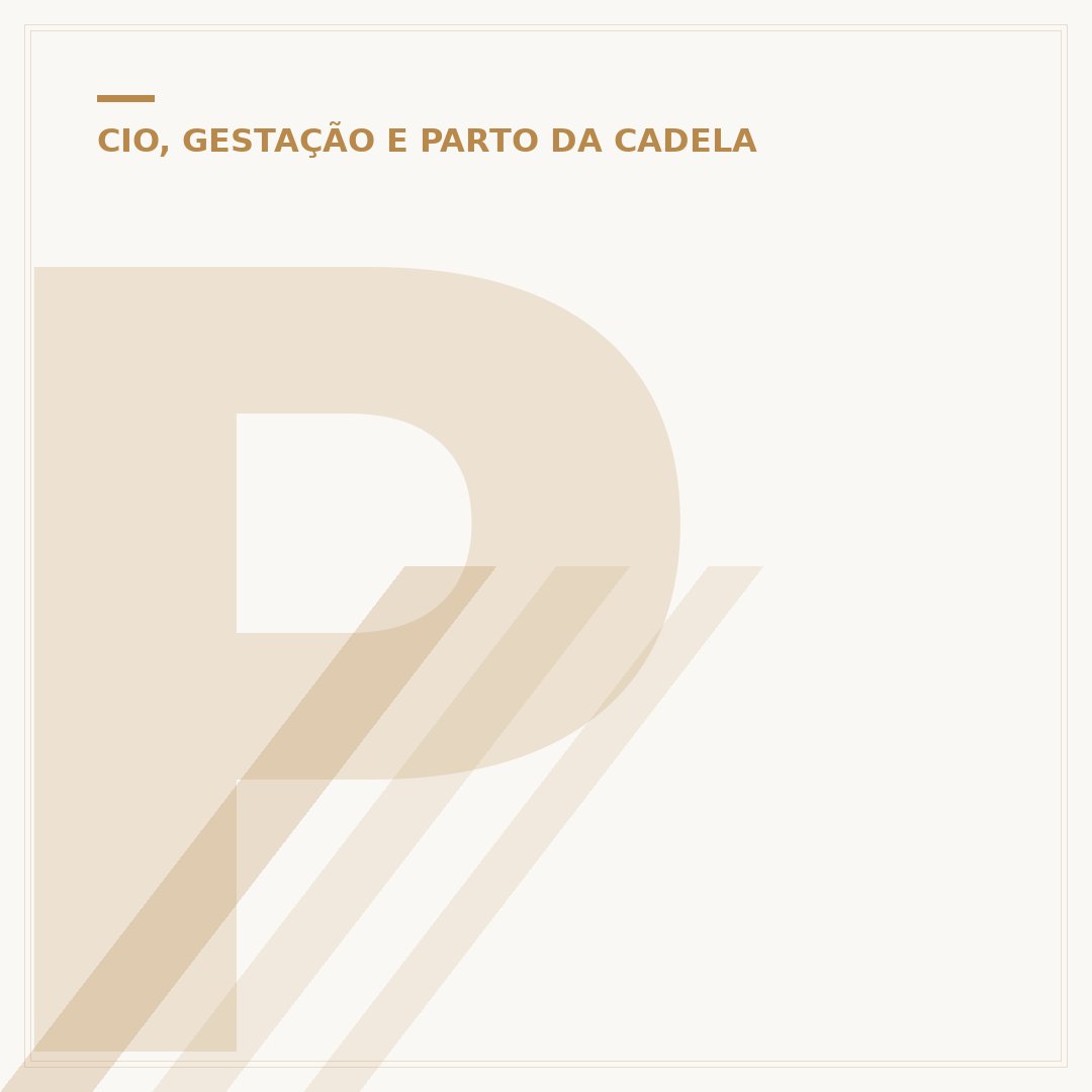 Primeiro cio da cadela: o que saber e como agir