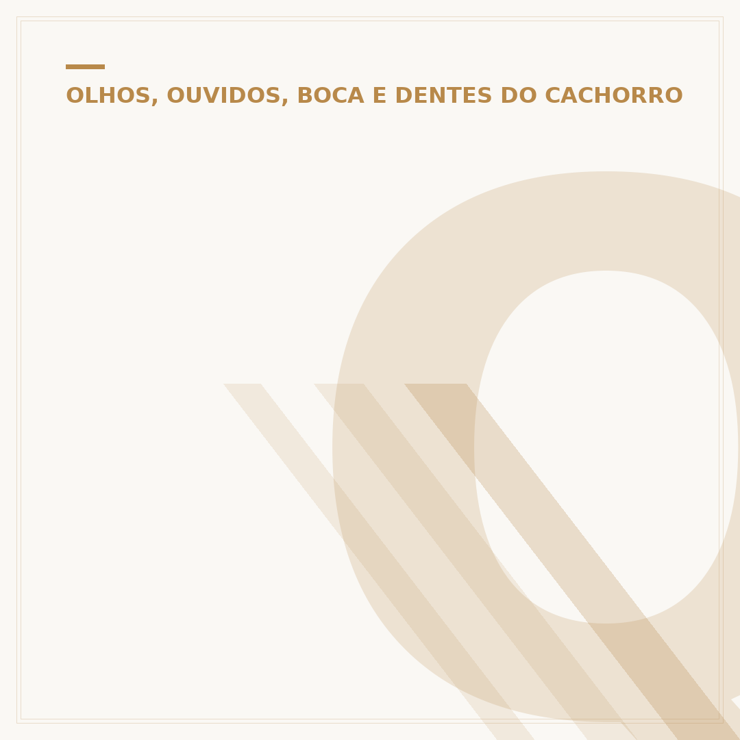 Quais dentes do cachorro caem?