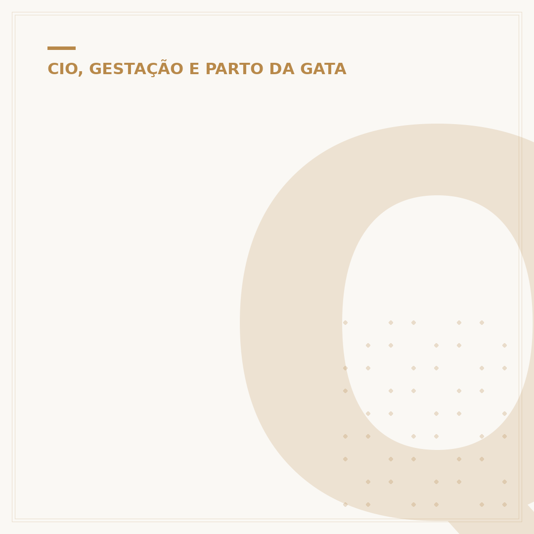 Quanto tempo demora o cio do gato: entenda a duração