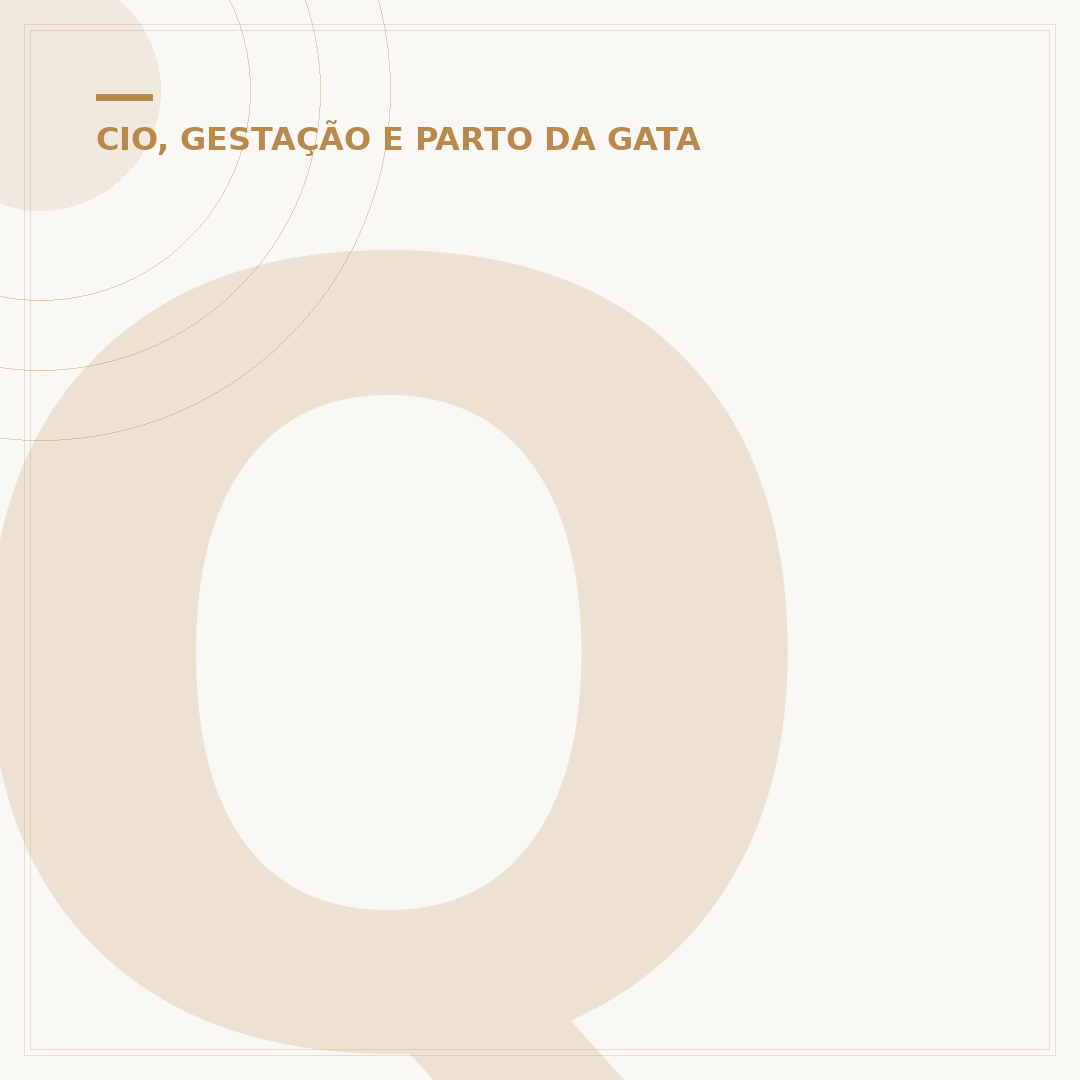 Quanto tempo dura o cio de um gato fêmea: entenda o ciclo