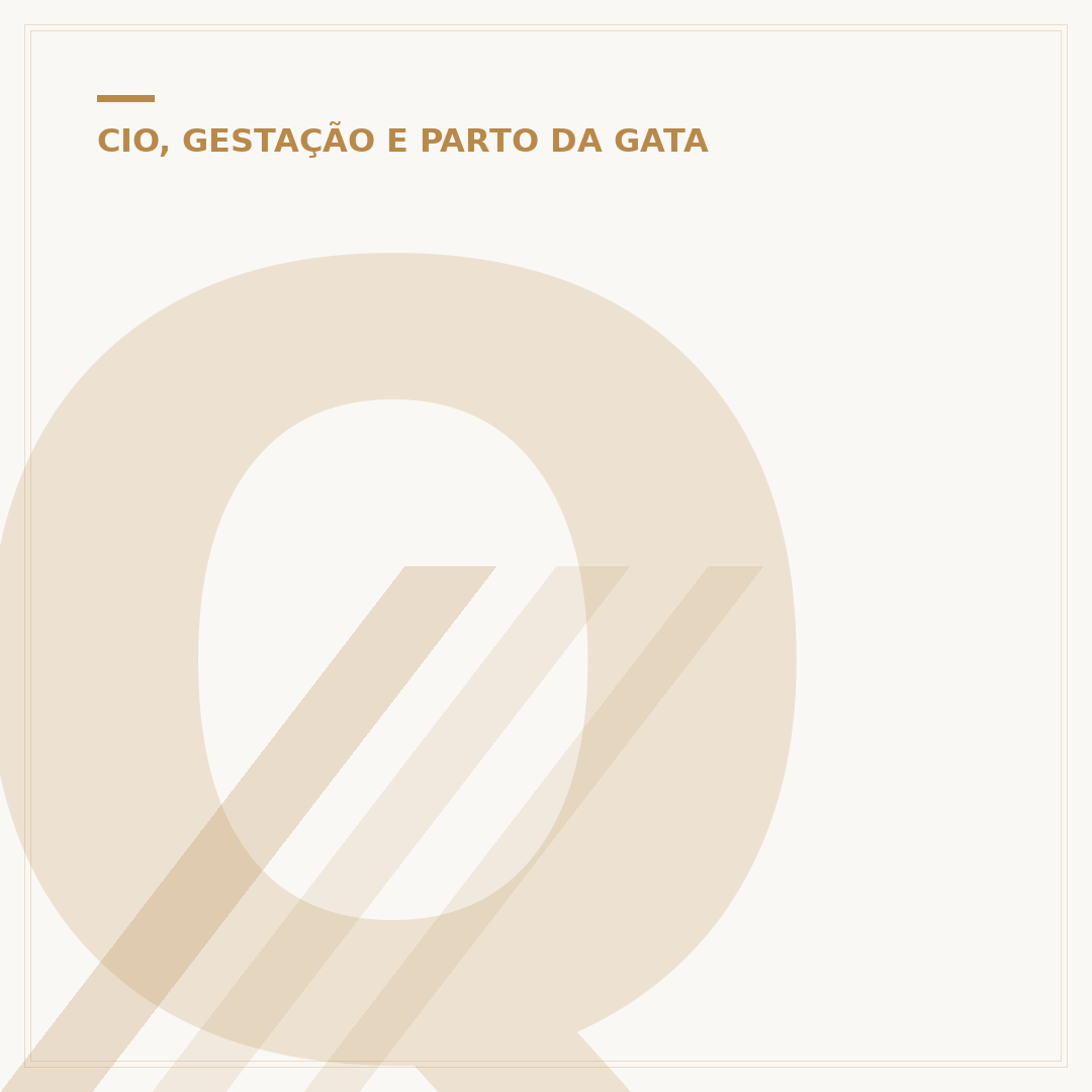 Quantos dias a gata fica no cio: ciclo e duração