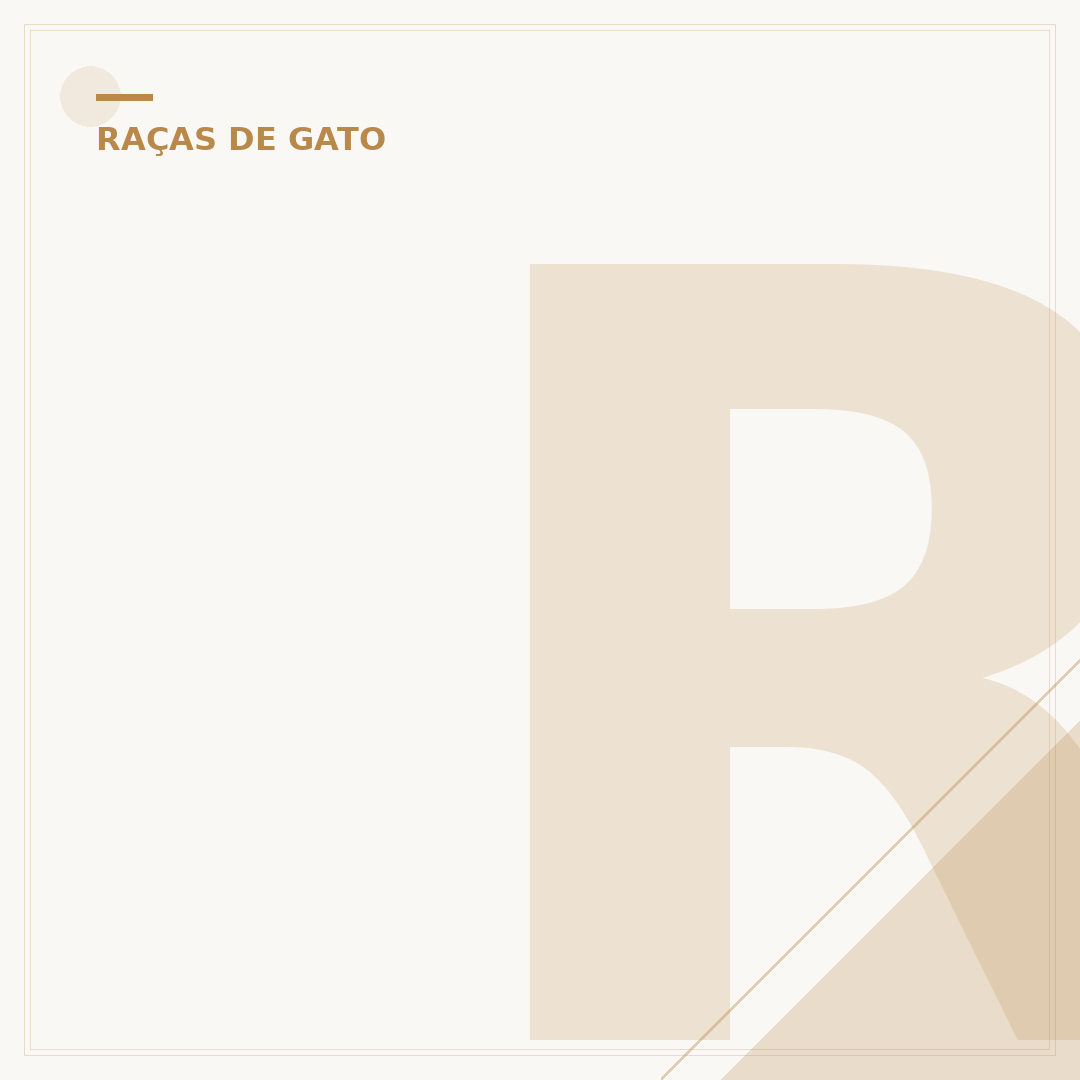 Raça de gato rara: conheça as curiosidades e o valor