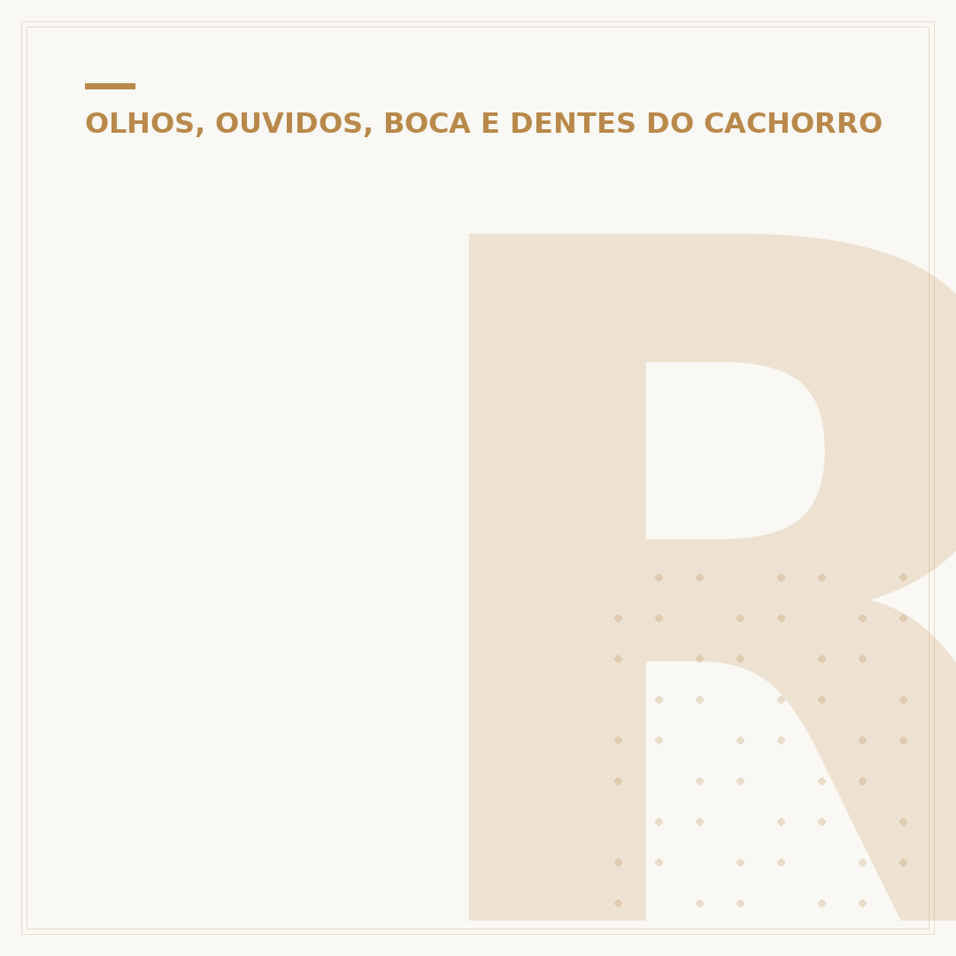 Ração para cachorro idoso sem dente