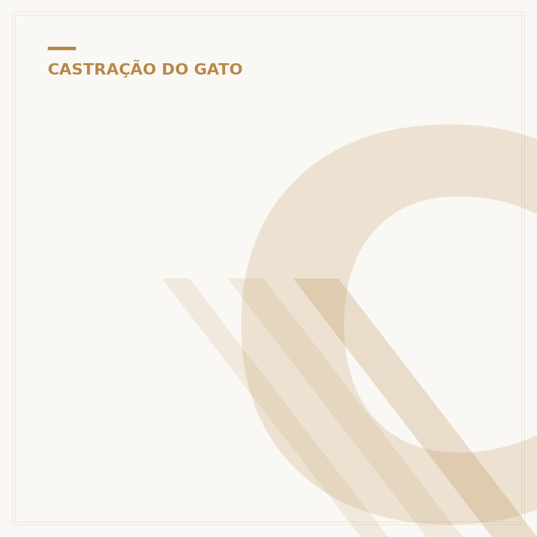 Chanin para gato castrado