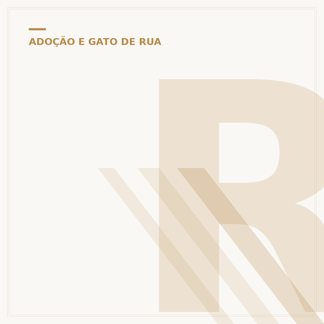 Rua do Gato Palheiro: um refúgio para felinos esquecidos