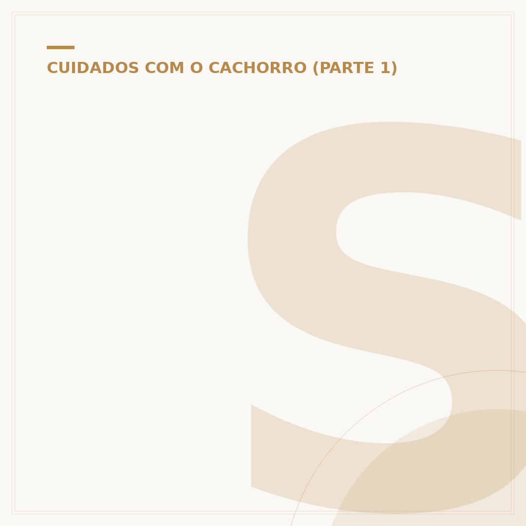 Show de cachorro filhote: o que esperar e como encontrar