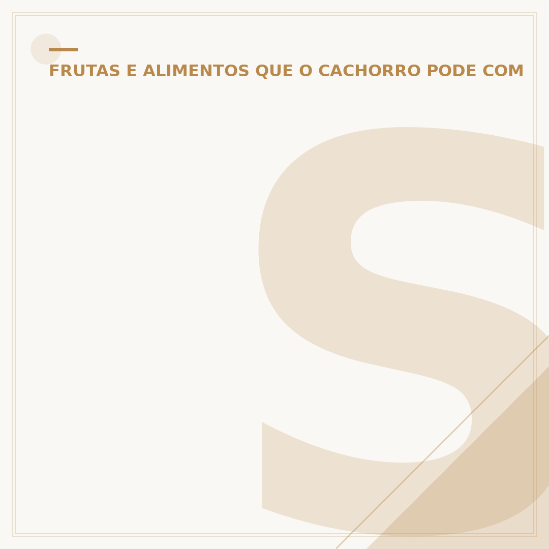Spitz alemão chocolate