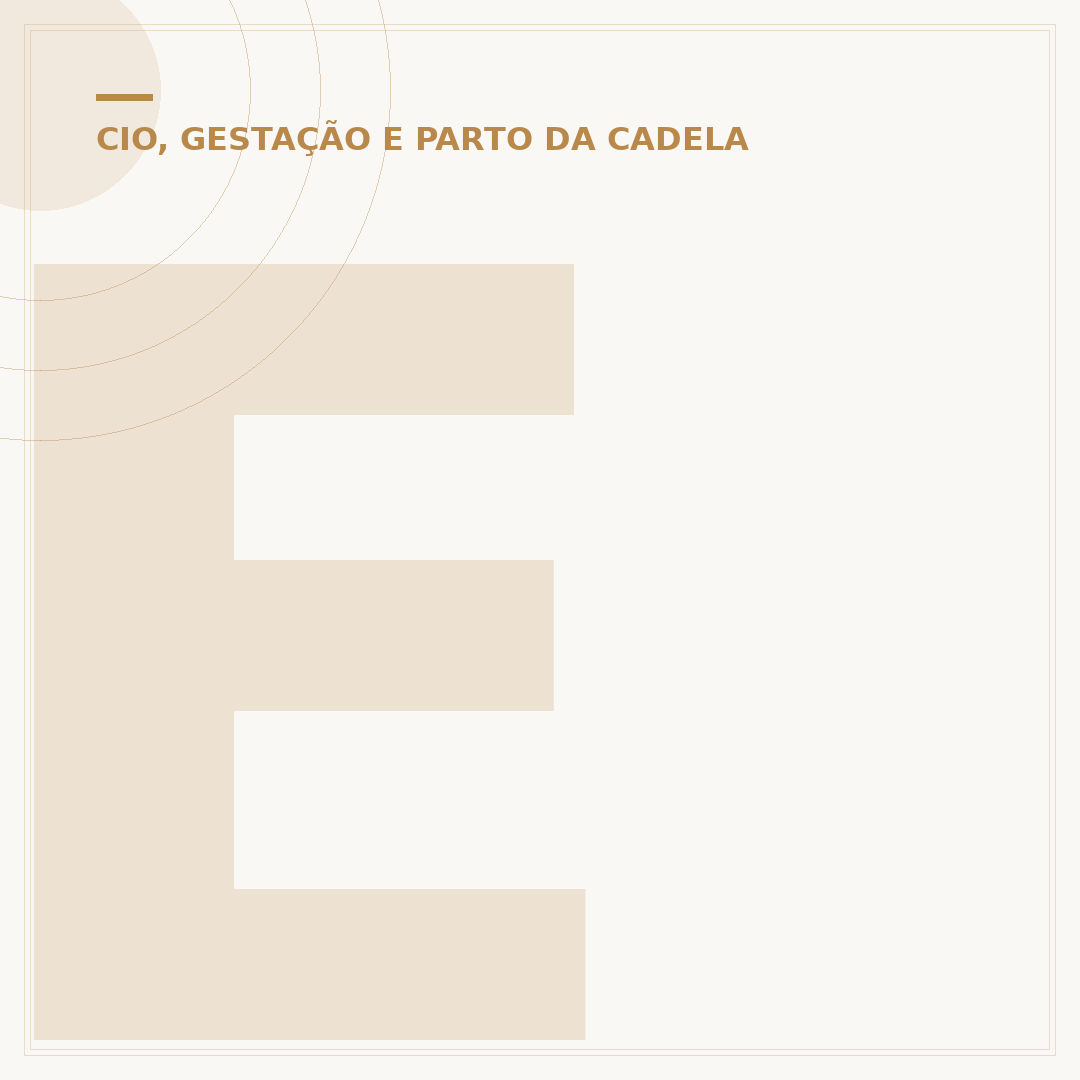 Existe teste de gravidez para cachorro? Saiba como confirmar