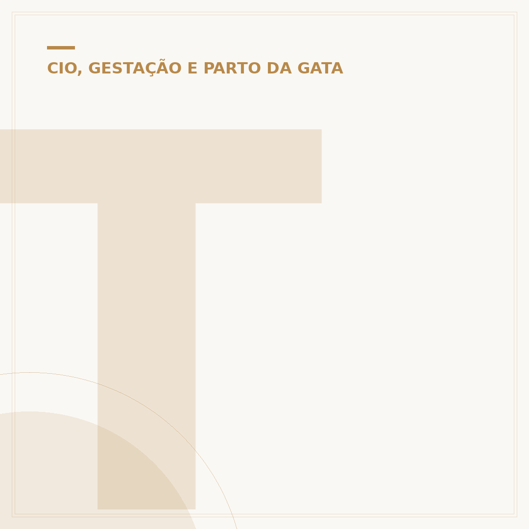 Teste de gravidez para gatos: como confirmar gestação felina