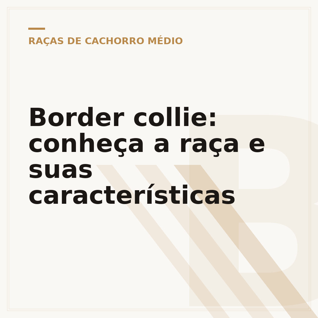 Border collie: conheça a raça e suas características