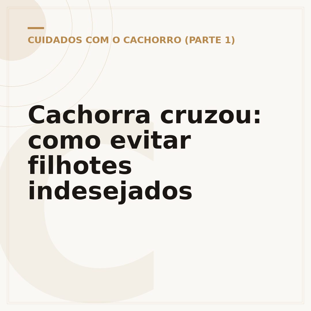 Cachorra cruzou: como evitar filhotes indesejados