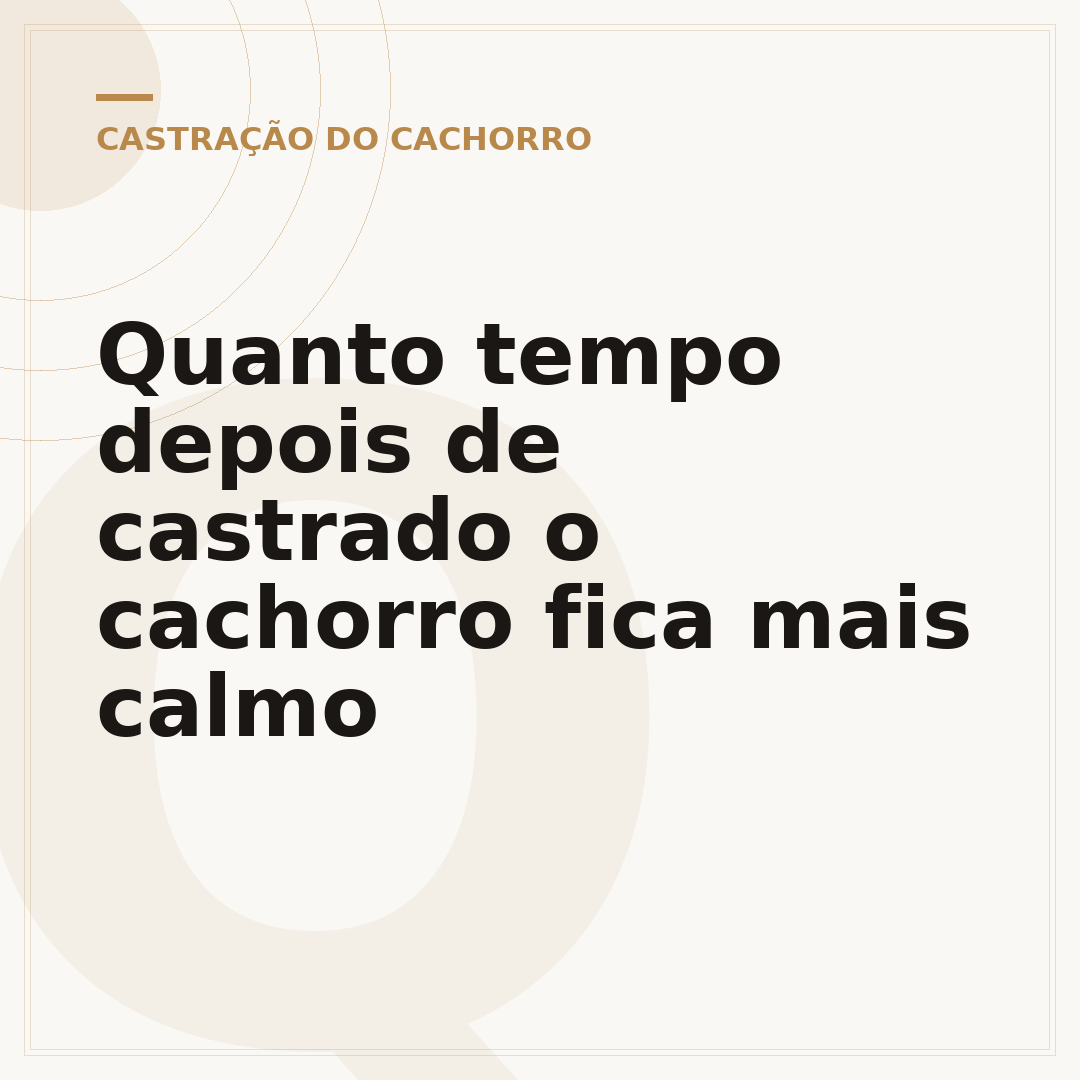 Quanto tempo depois de castrado o cachorro fica mais calmo