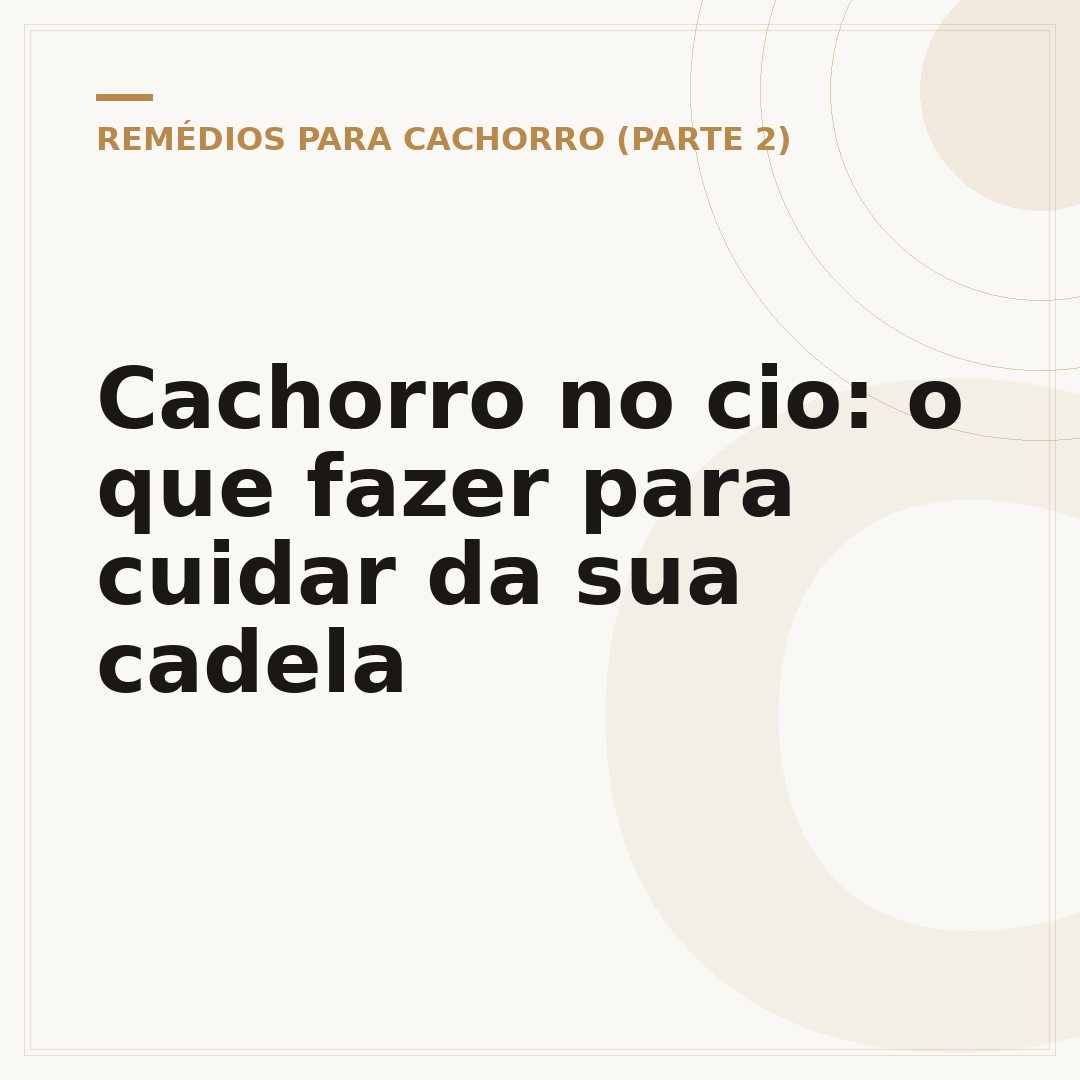 Cachorro no cio: o que fazer para cuidar da sua cadela
