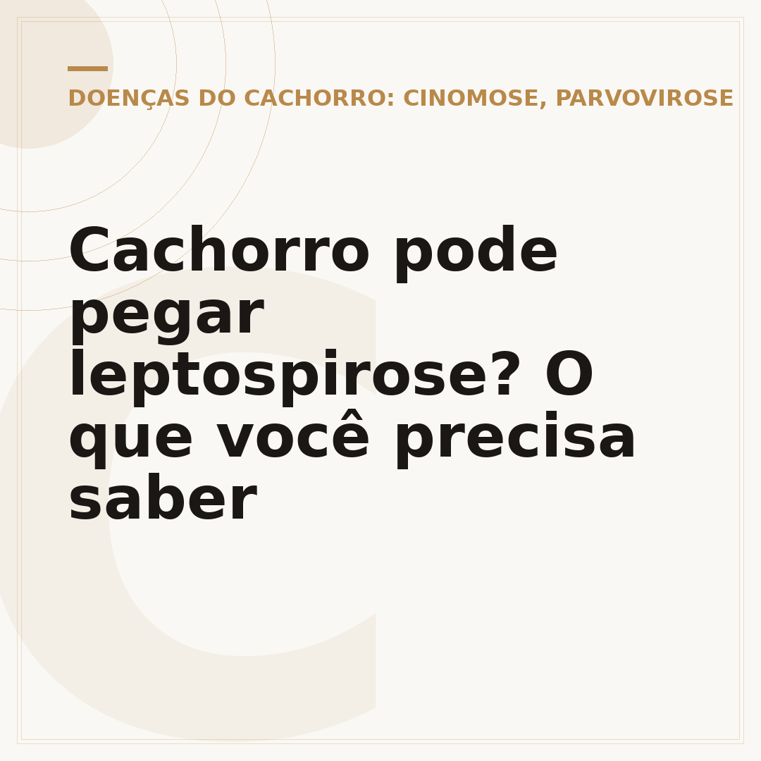 Cachorro pode pegar leptospirose? O que você precisa saber