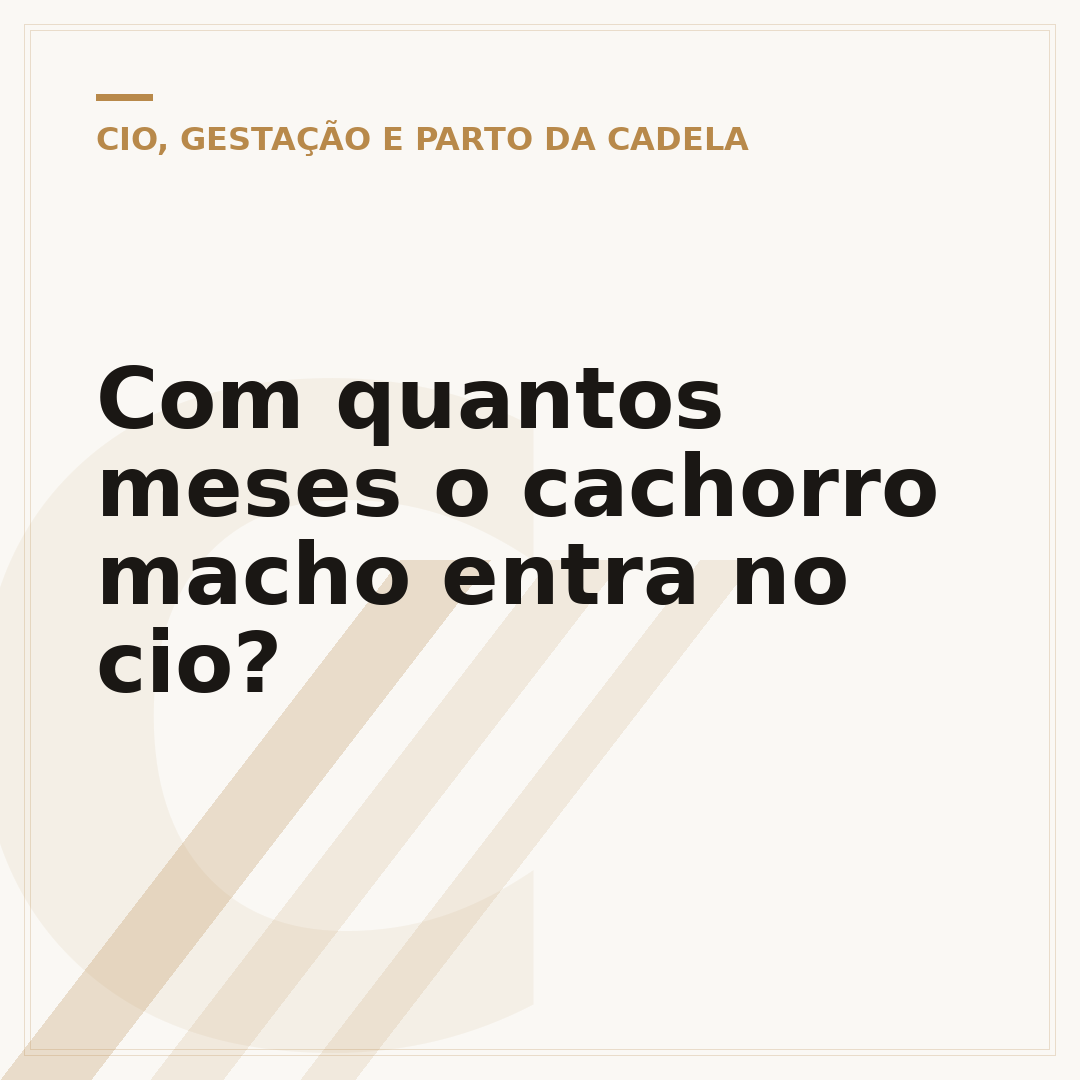 Com quantos meses o cachorro macho entra no cio?