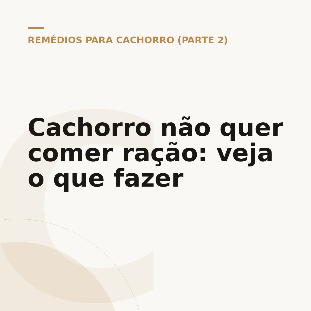 Cachorro não quer comer ração: veja o que fazer