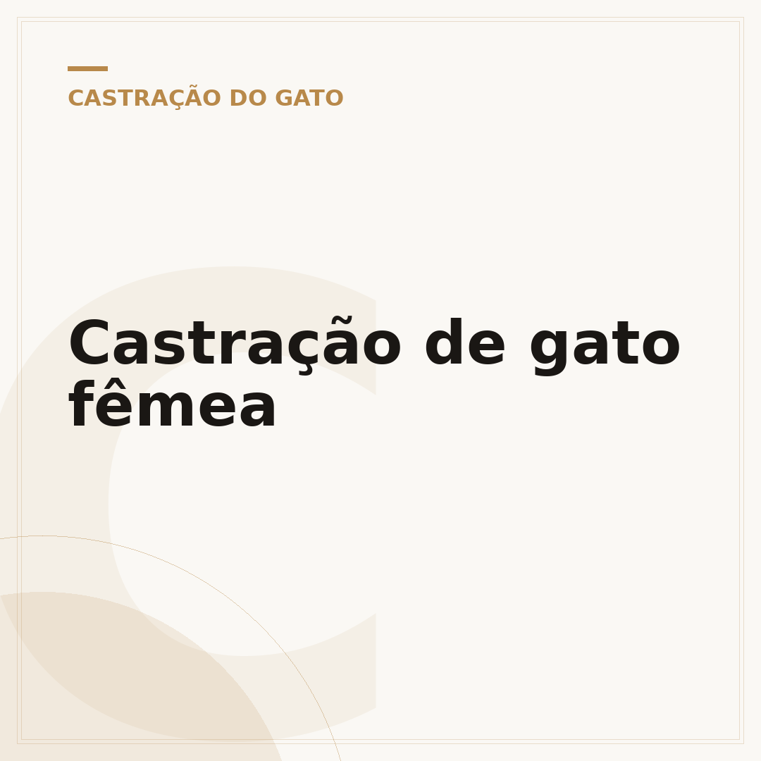 Castração de gato fêmea