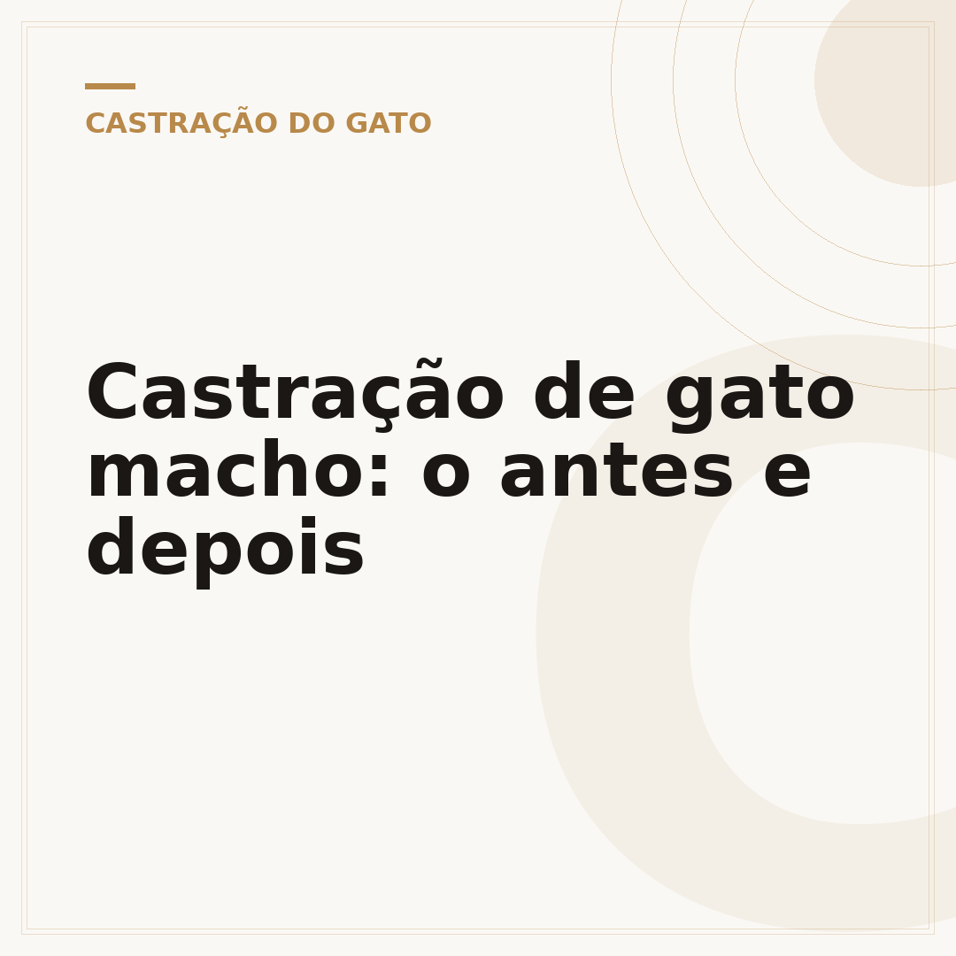 Castração de gato macho: o antes e depois