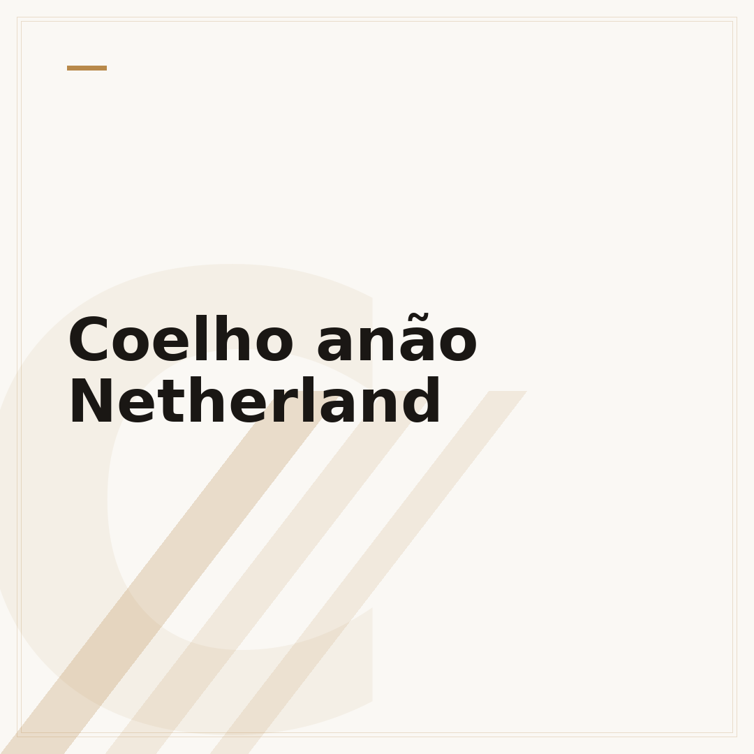 Coelho anão Netherland