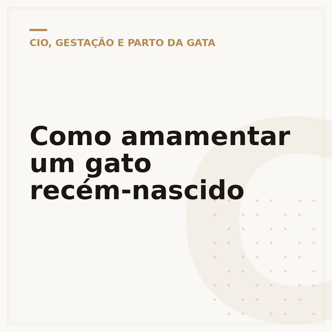 Como amamentar um gato recém-nascido